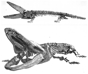 Paracyclotosaurus davidi skeleton