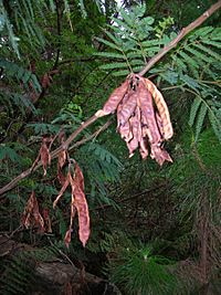 Paraserianthes lophantha seed pods