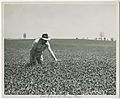 Photograph of J.C. Butler standing in crimson clover field on the farm of J.C. Thomas, Evans, Georgia, 1952 April - DPLA - 08f49dc7237144a04e73f5c182b03bd8