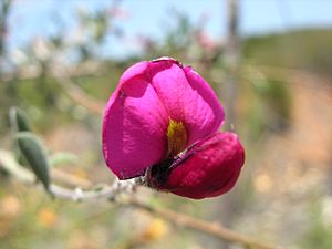 Pickeringia montana var tomentosa.jpg