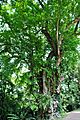 Pithecellobium dulce, Fort Canning