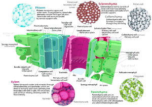 Plant cell types