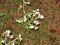 Pseudognaphalium obtusifolium
