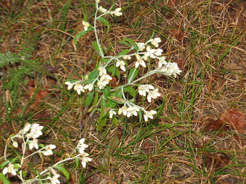 Pseudognaphalium obtusifolium