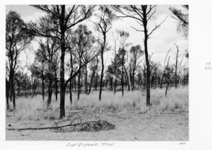 Queensland State Archives 4392 First ringbark Tiree 1952.png