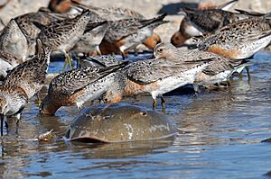 Red knot horseshoe crab feeding