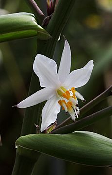Rengarenga flower (Arthropodium cirrhatum)