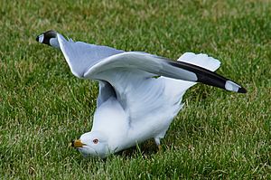Ring billed gull in Weed, California