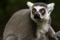 Ringtailedlemur - 24937