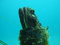 Sarcastic fringehead in plastic tube