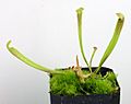 Sarracenia alata seedling