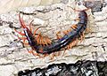 Scolopendra subspinipes subspinipes (6713940689)
