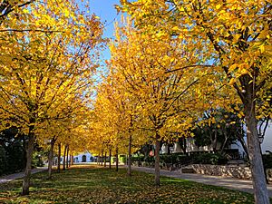 Scripps College Elm Tree Lawn