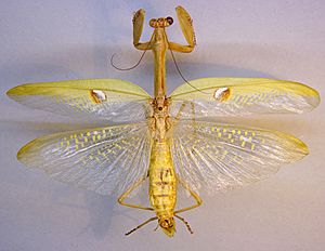 Stagmatoptera biocellata TPopp.jpg