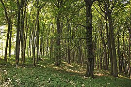 Strogi prirodni rezervat Veliki Sturac, planina Rudnik 01