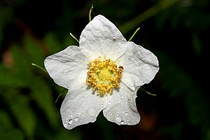 Thimbleberry flower (Rubus parviflorus)