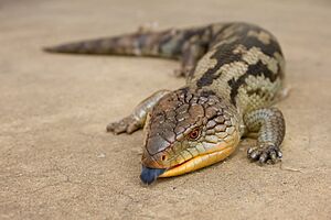 Tiliqua scincoides scincoides.jpg