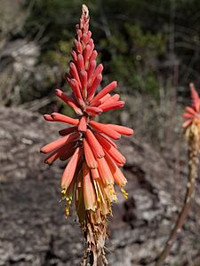 Torch Lily (Kniphofia uvaria) (4361450614)