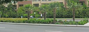 Trachycarpus fortunei 56 st tsawwassen bc
