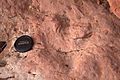 Tracks in the Jurassic Kayenta Formation - panoramio