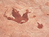 Tuba City Dinosaur Track