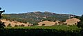 Twin Sisters from Suisun Valley