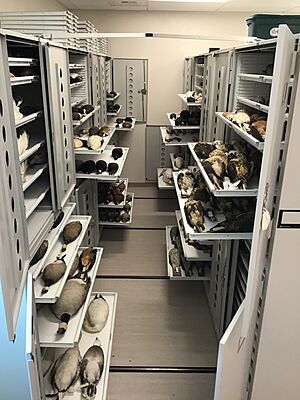 UMZM 2018-Renovation