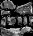 Vertebrae from the holotype of Cardabiodon ricki