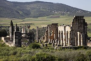 Volubilis Longshot II
