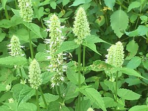 White Agastache foeniculum with bumblebee