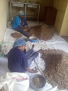 Women sorting dried garlic pods to be ground into garlic powder which is used as spice in Africa 01