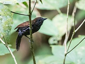 Xenornis setifrons - Spiny-faced Antshrike.jpg