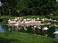 Zoo Basel flamingos breeding