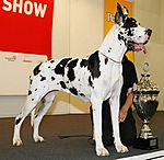 "A large white dog with black patches stands next to a trophy."