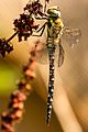 A migrant hawker dragonfly