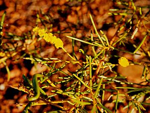 Acacia hilliana flowers