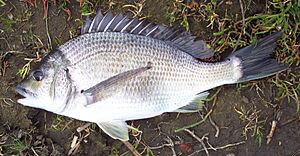 Acanthopagrus butcheri 01