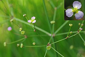 AlismaLanceolatum2