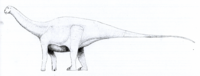 Amazonsaurus LM.png