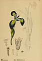 American Medicinal Plants-173-0967-Iris versicolor