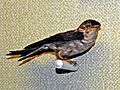 Apodidae - Aerodramus fuciphagus (Edible-nest swiftlet)