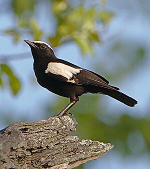 Arnot's Chat (Myrmecocichla arnotti), Hwange National Park, Zimbabwe.jpg