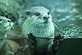 Asian small-clawed otter - Taronga Zoo 2020-03-15