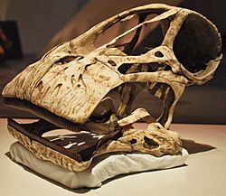 August 1, 2012 - Cast Skull of a Nigersaurus taqueti on Display at the Royal Ontario Museum (Cast of MNN GAD512)