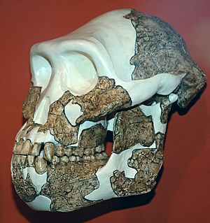 Australopithecus afarensis Cleveland Museum