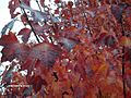 Autumn Blaze Maple Foliage