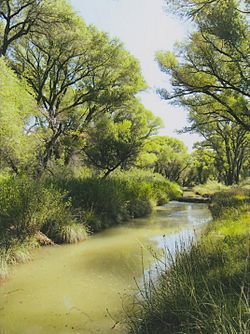 Babocomari River Arizona 2014.jpeg