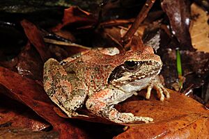 Benny Trapp Griechischer Frosch Rana graeca.jpg
