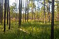 Big Thicket National Preserve, Hickory Creek Unit, Tyler Co. TX