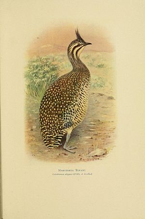 Birds of La Plata (Plate) (7789507696)
